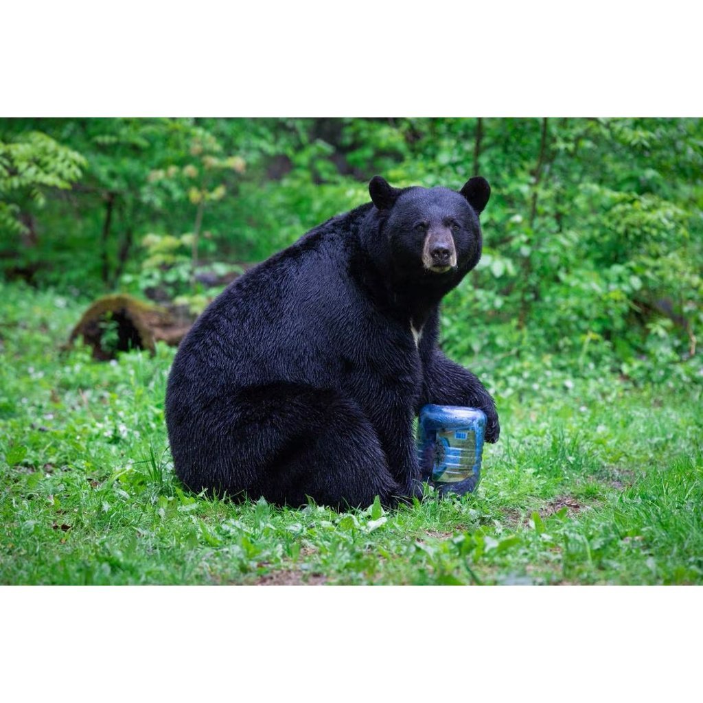 BearVault Food Canister BV500-Journey®